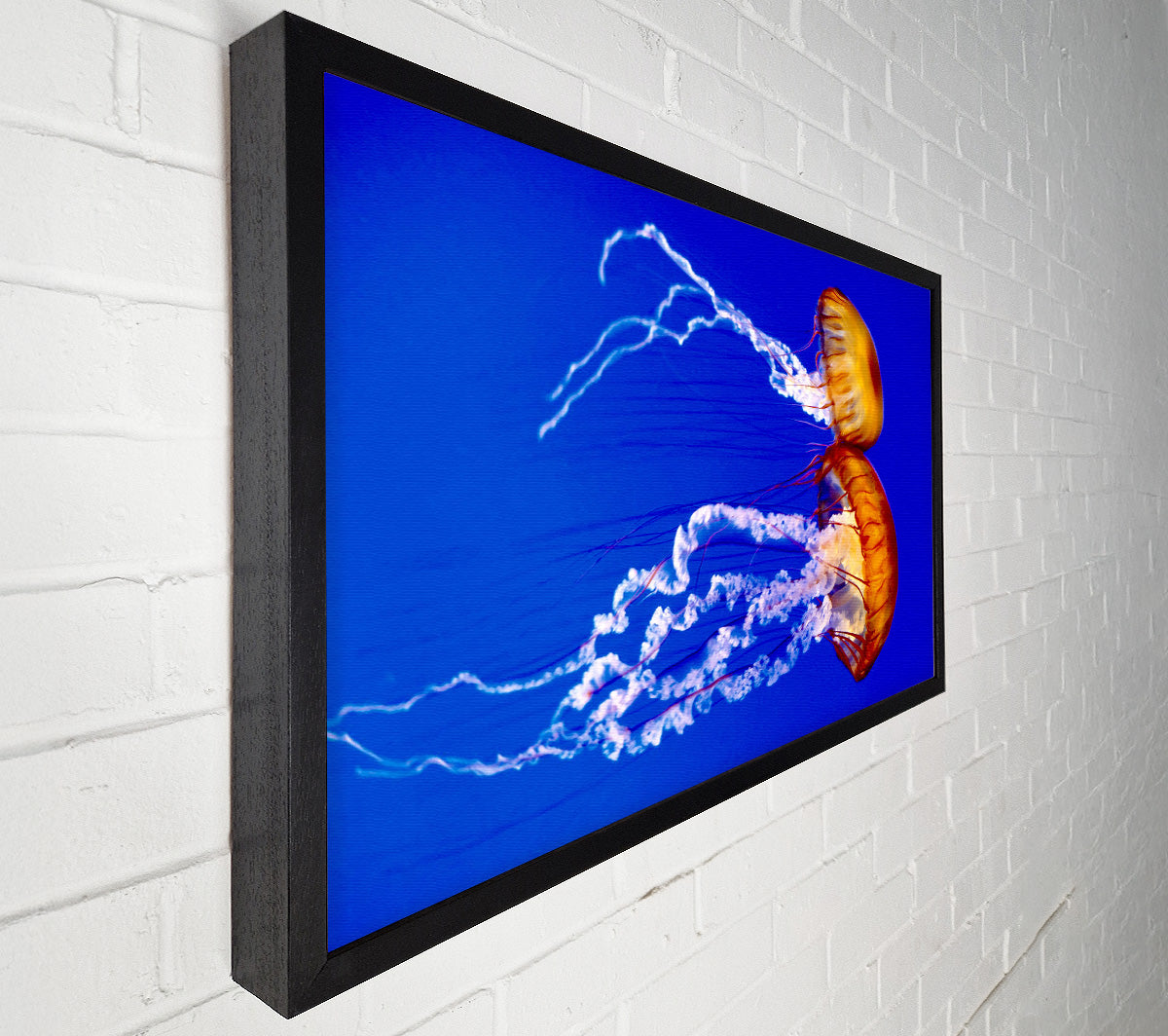 Stunning Jellyfish Canvas Wall Art