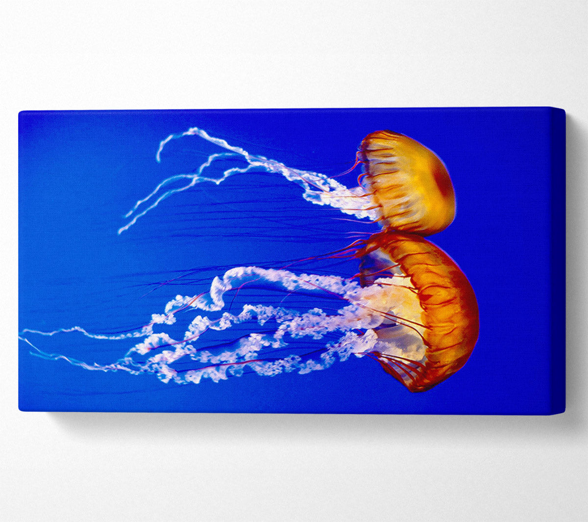 Stunning Jellyfish Canvas Wall Art