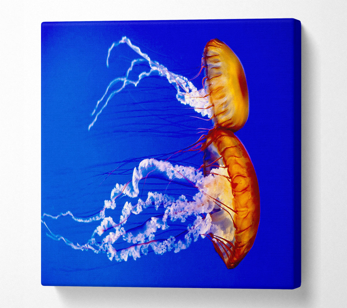Stunning Jellyfish Canvas Wall Art