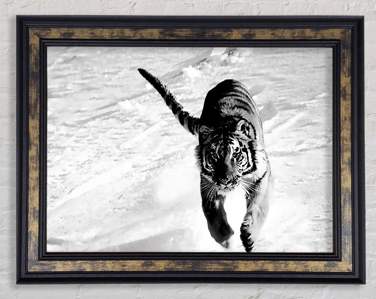 Tiger Running In Snow Framed Print