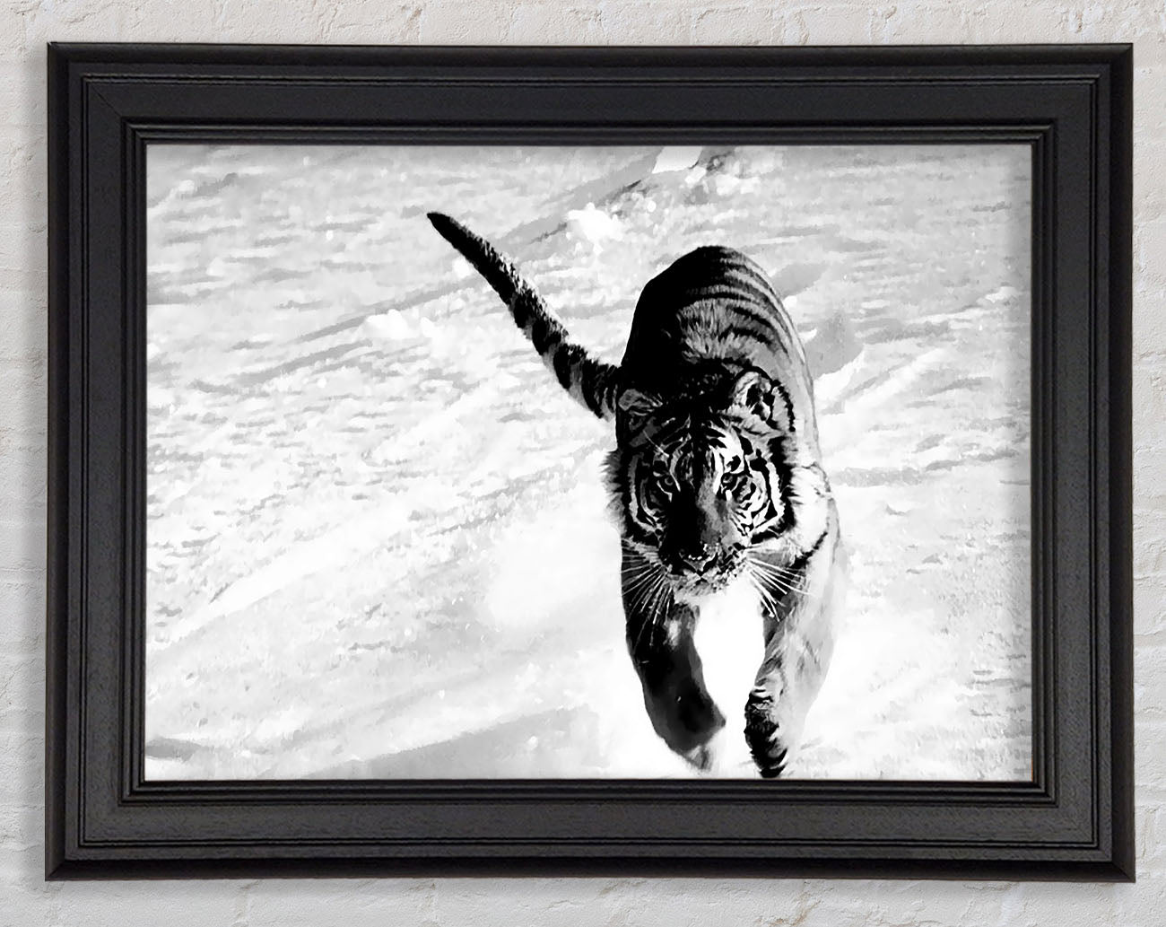 Tiger Running In Snow Framed Print