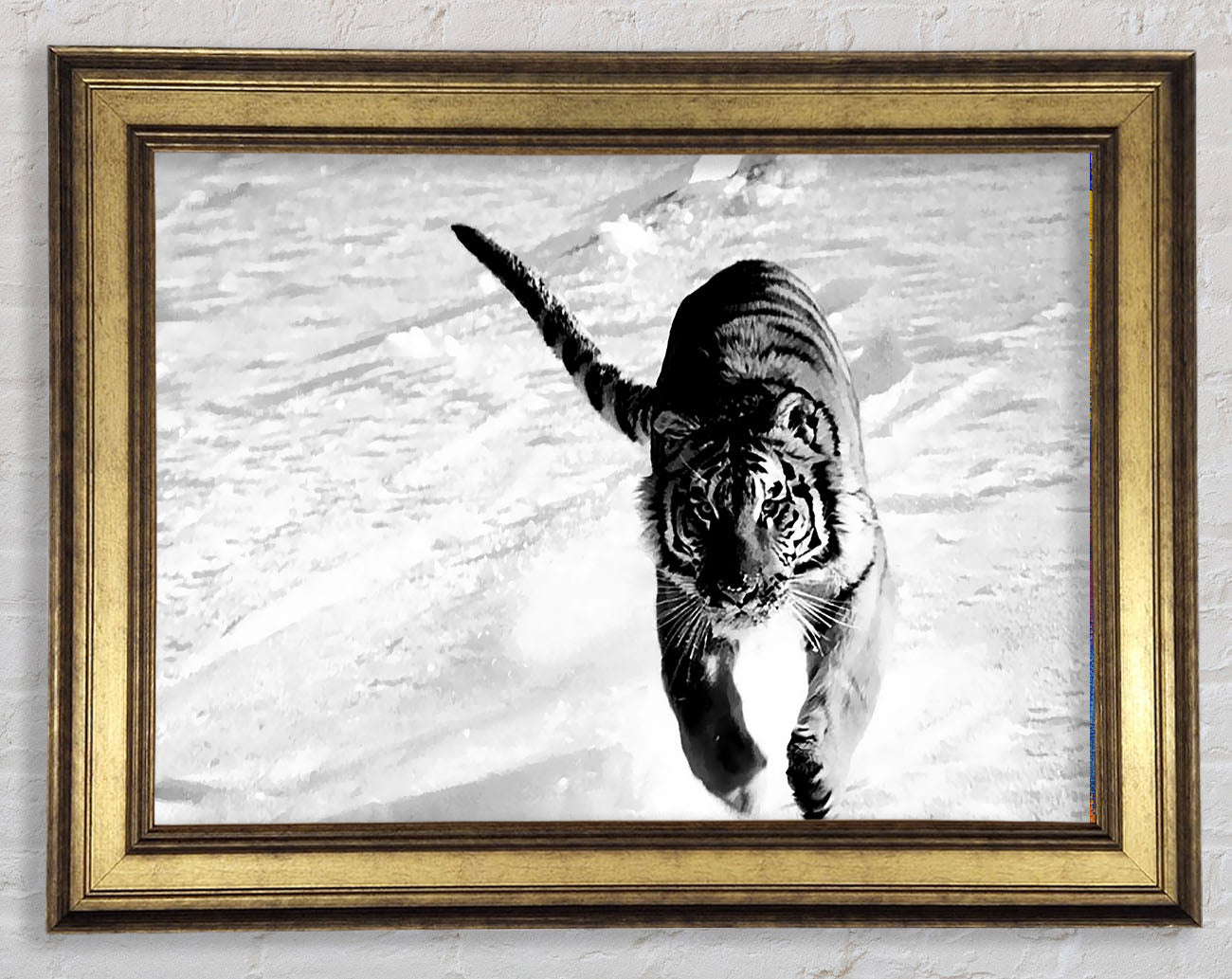 Tiger Running In Snow Framed Print