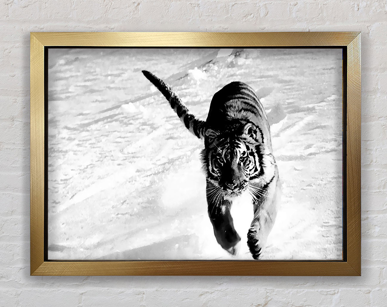 Tiger Running In Snow Framed Print