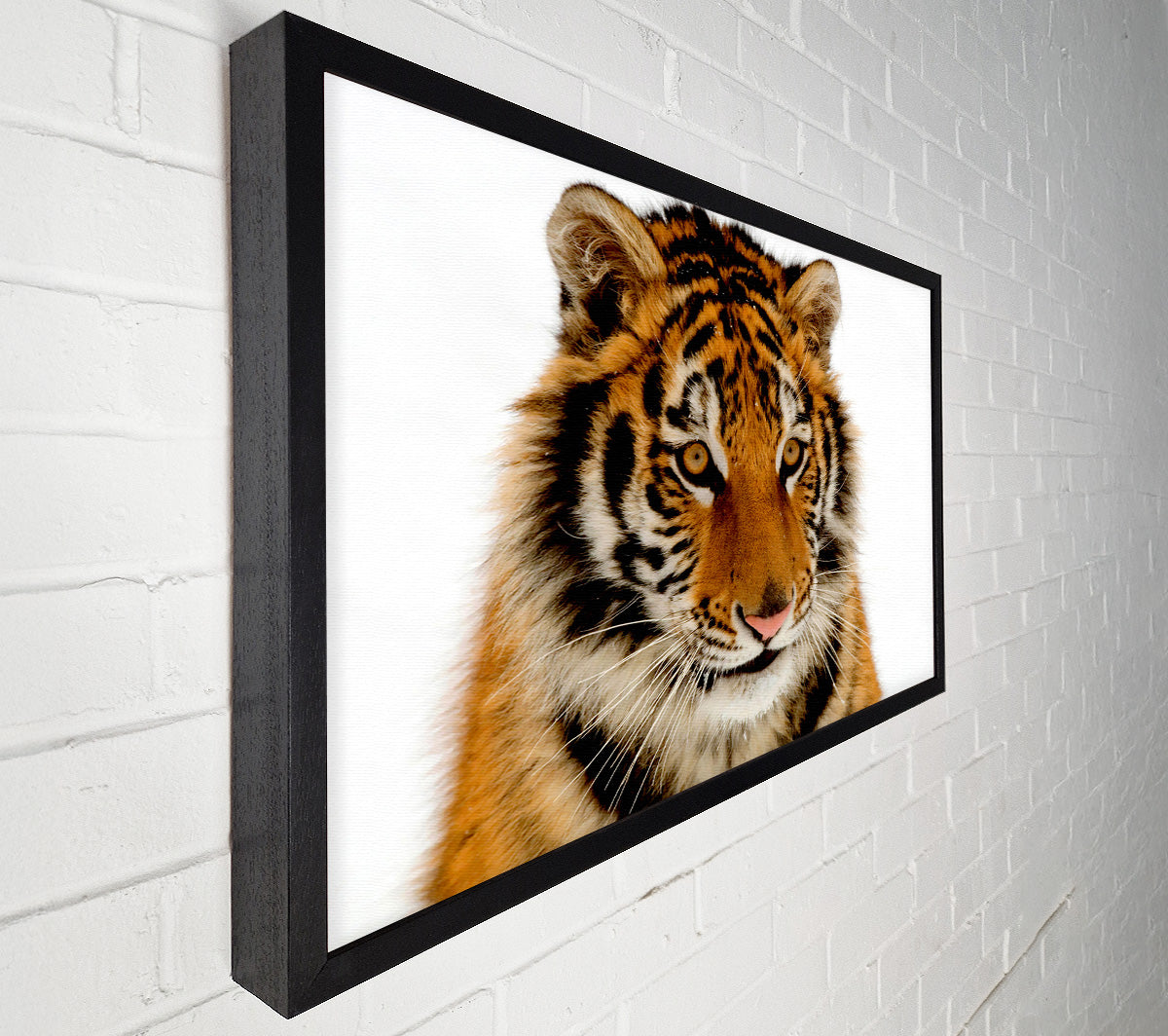 Tiger Stare Canvas Wall Art
