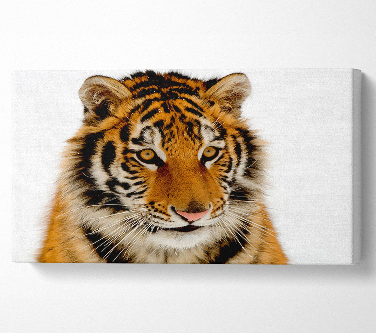 Tiger Stare Canvas Wall Art