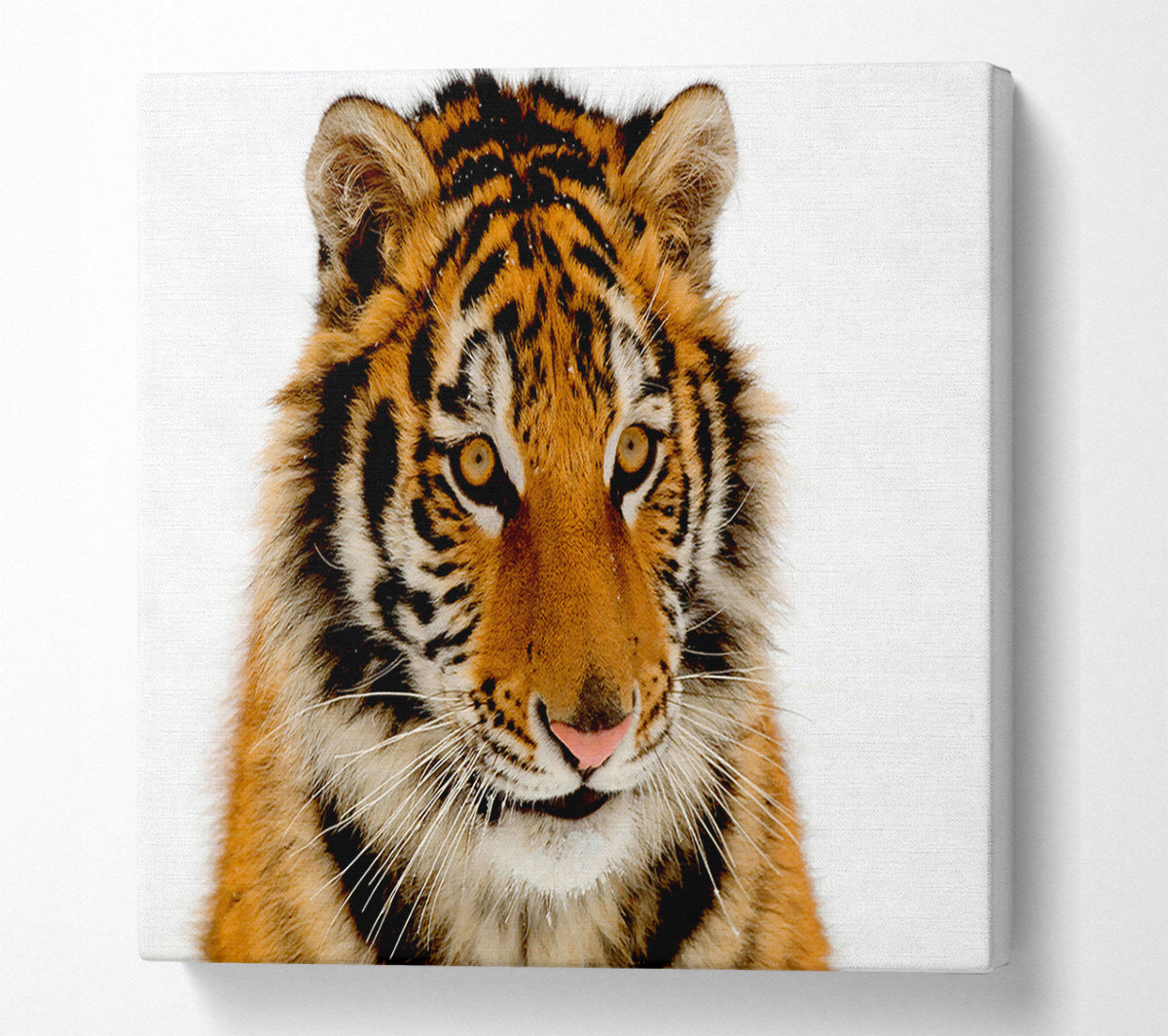 Tiger Stare Canvas Wall Art