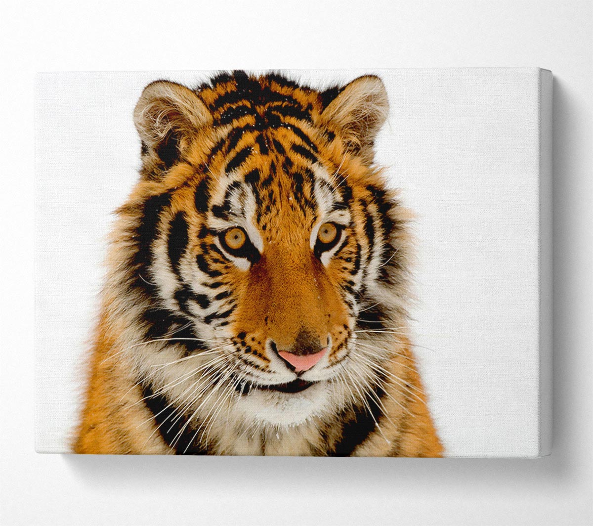 Tiger Stare Canvas Wall Art