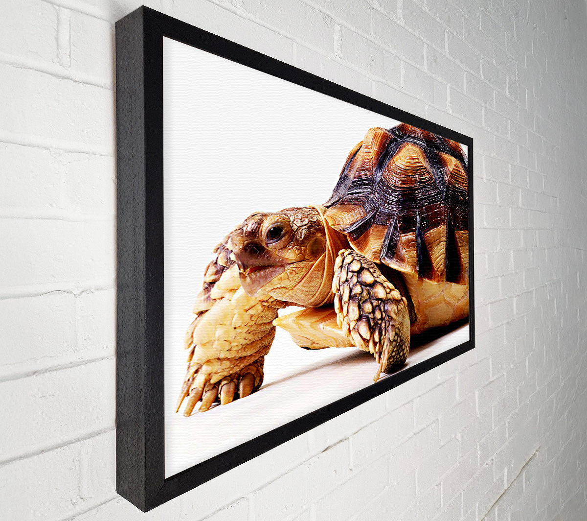 Tortuous Walk Canvas Wall Art