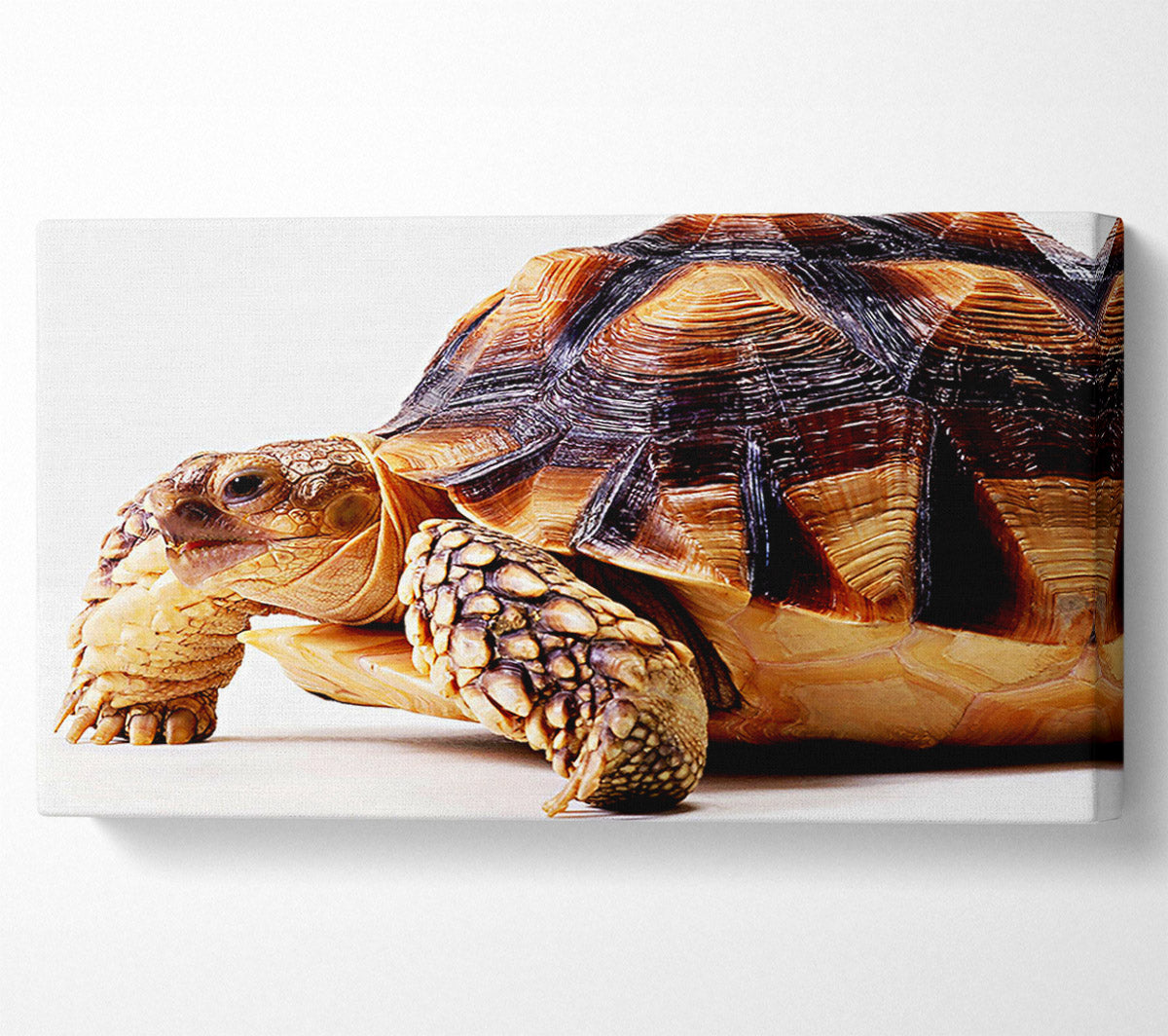 Tortuous Walk Canvas Wall Art
