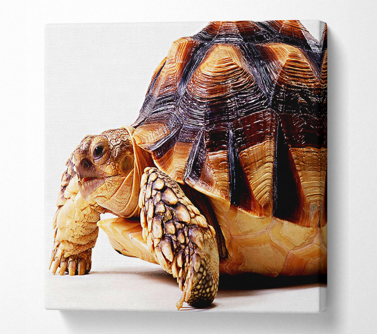Tortuous Walk Canvas Wall Art