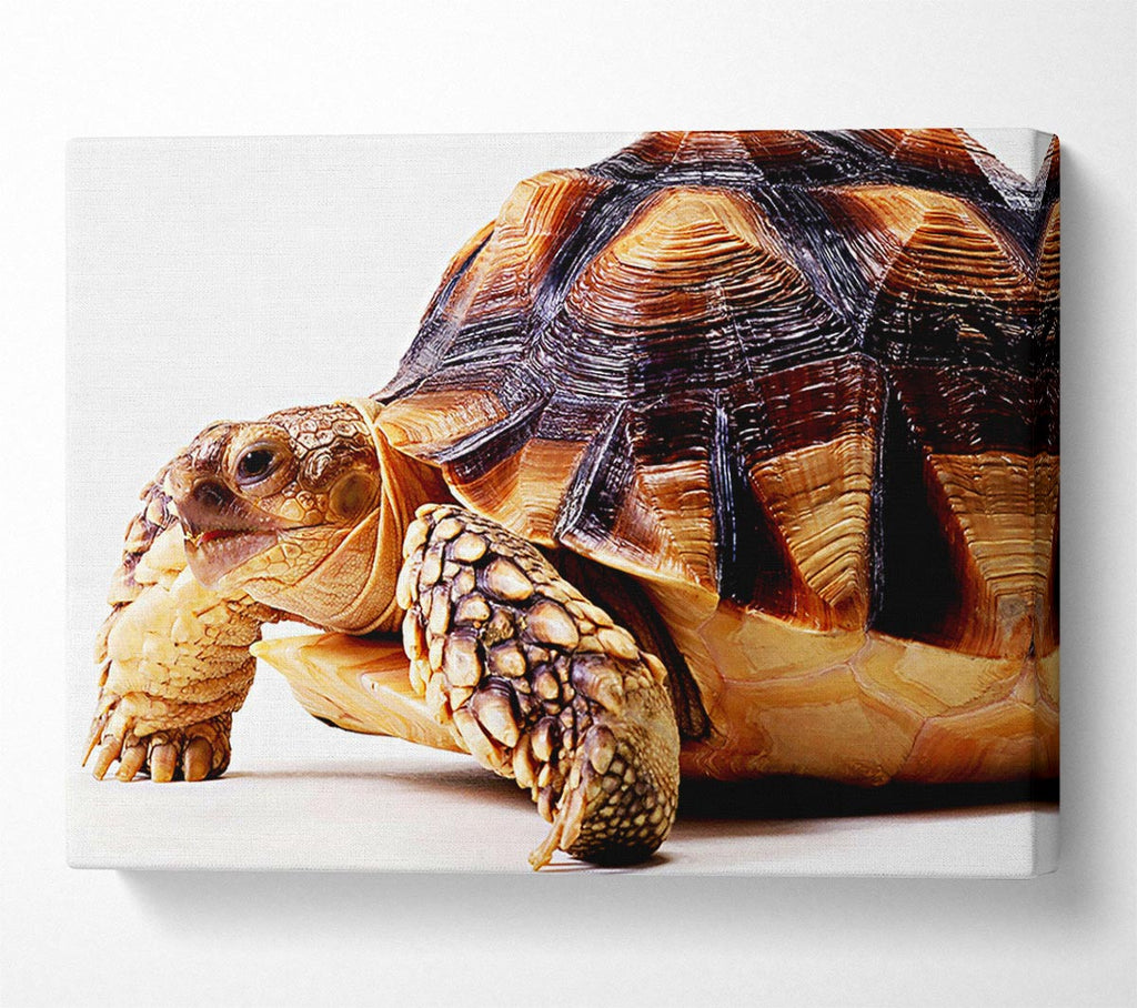 Tortuous Walk Canvas Wall Art