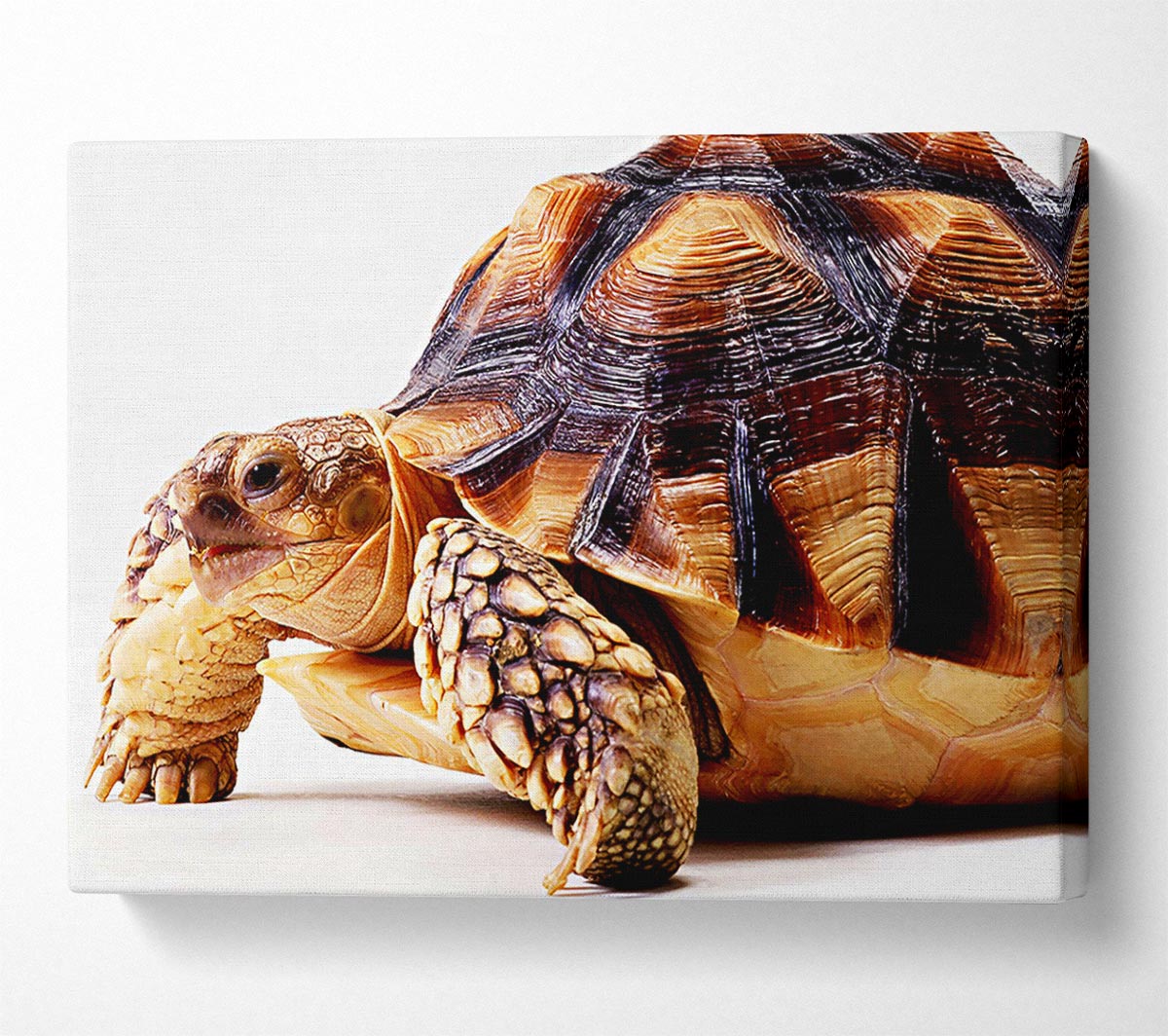 Tortuous Walk Canvas Wall Art