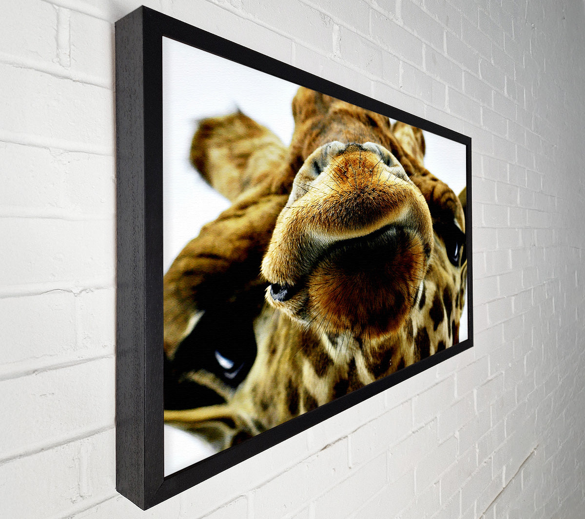 What Are You Looking At Giraffe Canvas Wall Art