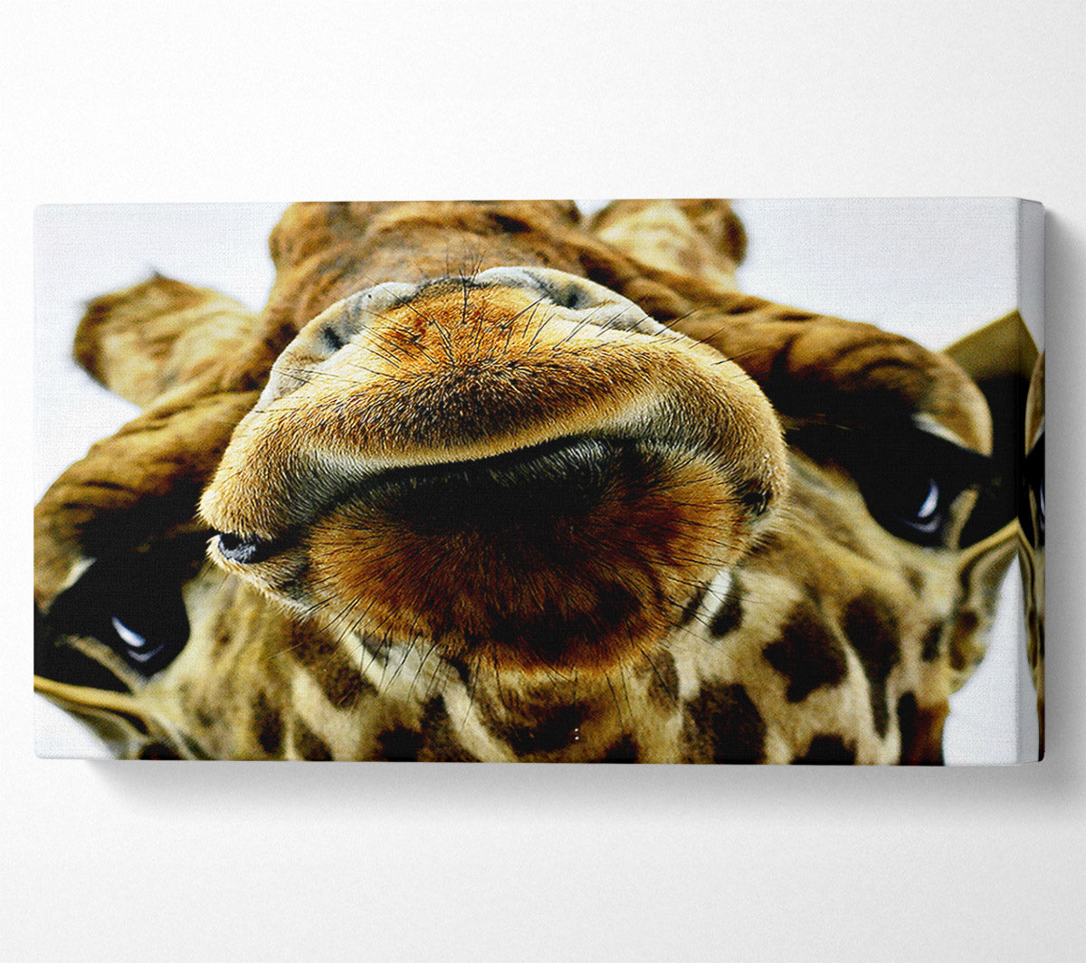 What Are You Looking At Giraffe Canvas Wall Art