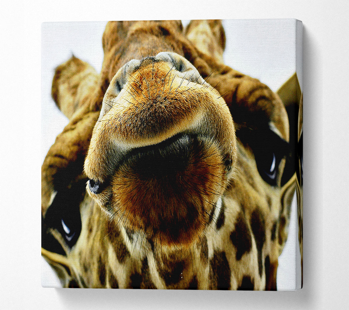 What Are You Looking At Giraffe Canvas Wall Art