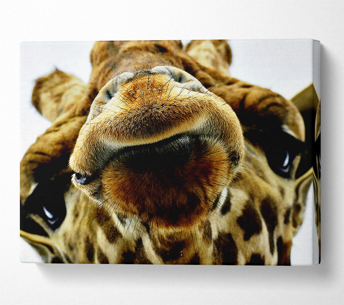 What Are You Looking At Giraffe Canvas Wall Art