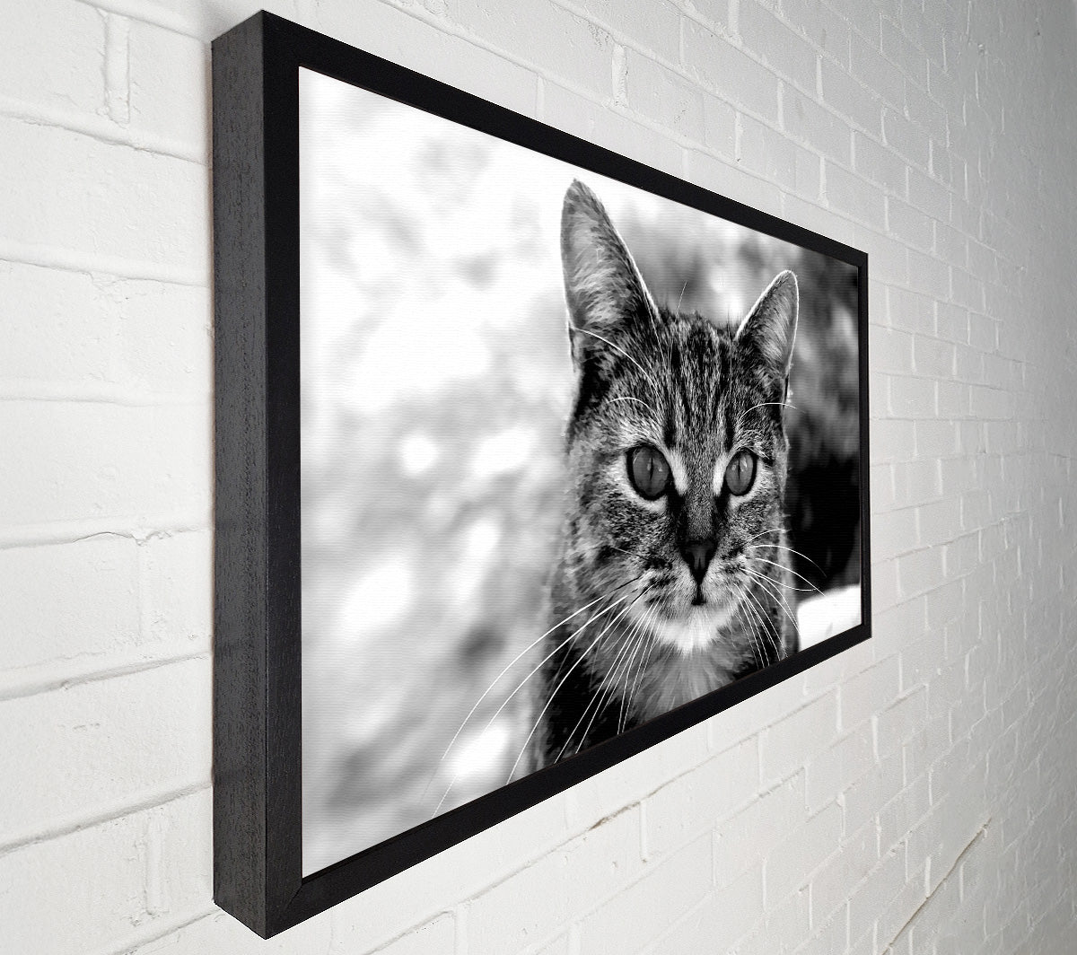 Whiskers Canvas Wall Art