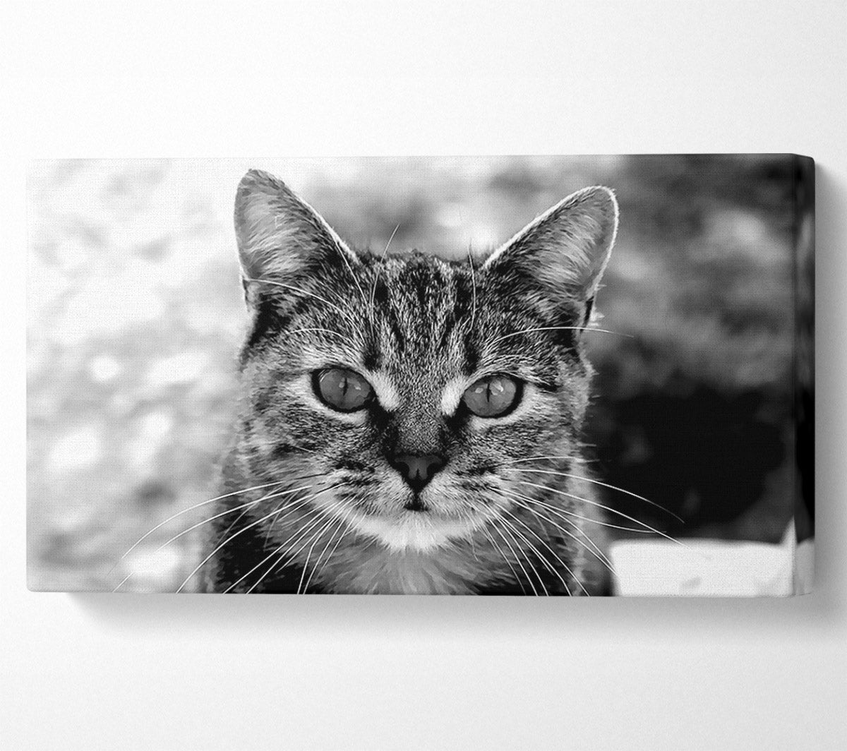 Whiskers Canvas Wall Art