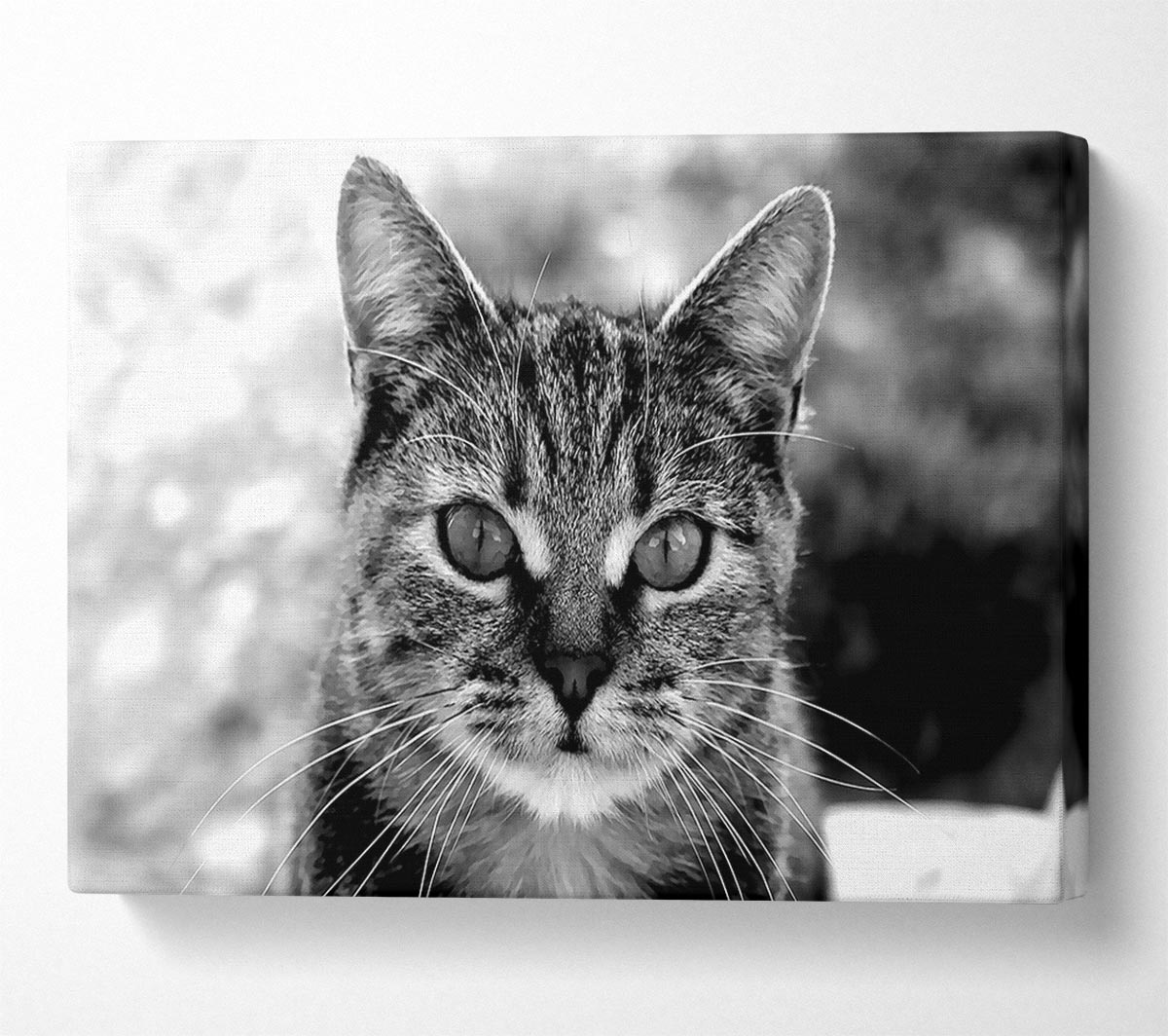 Whiskers Canvas Wall Art