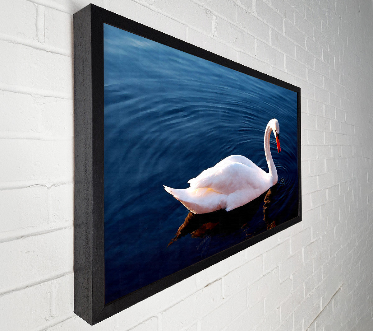 White Swan In Water Canvas Wall Art