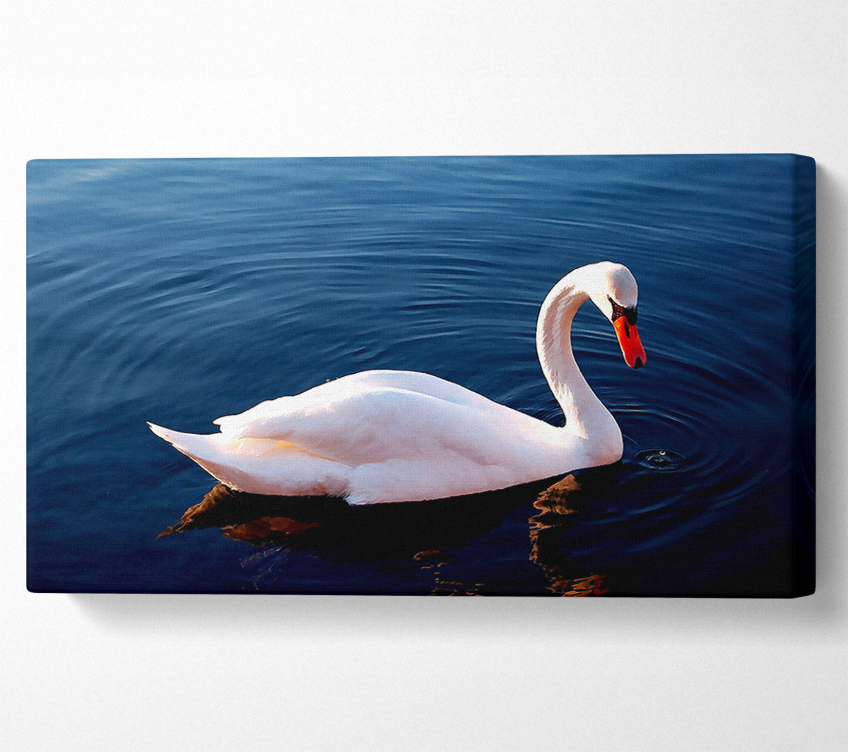 White Swan In Water Canvas Wall Art