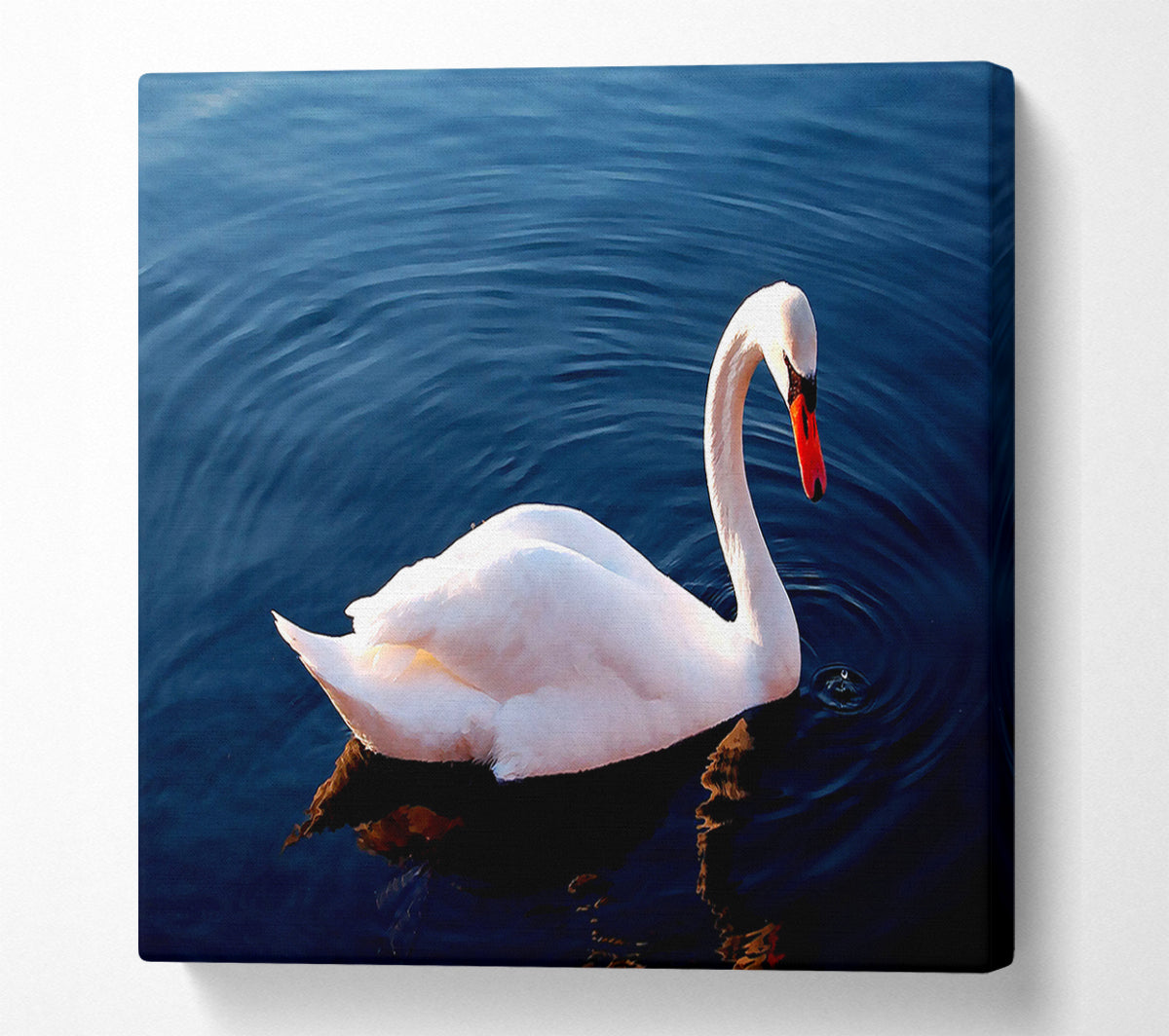 White Swan In Water Canvas Wall Art