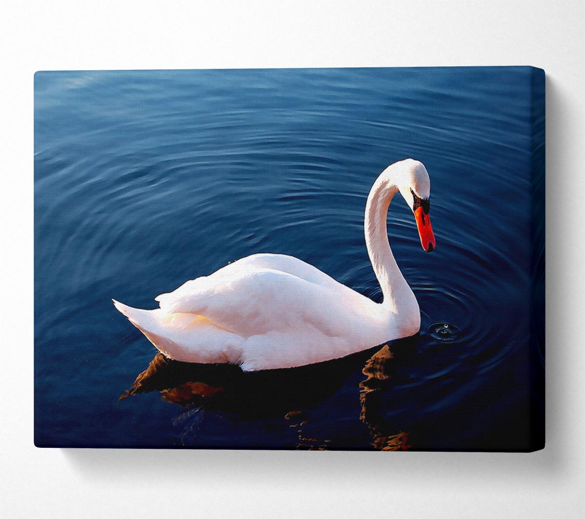White Swan In Water Canvas Wall Art