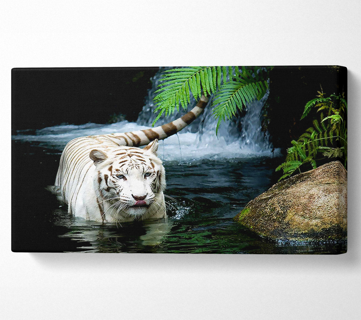 White Tiger Beautiful Canvas Wall Art