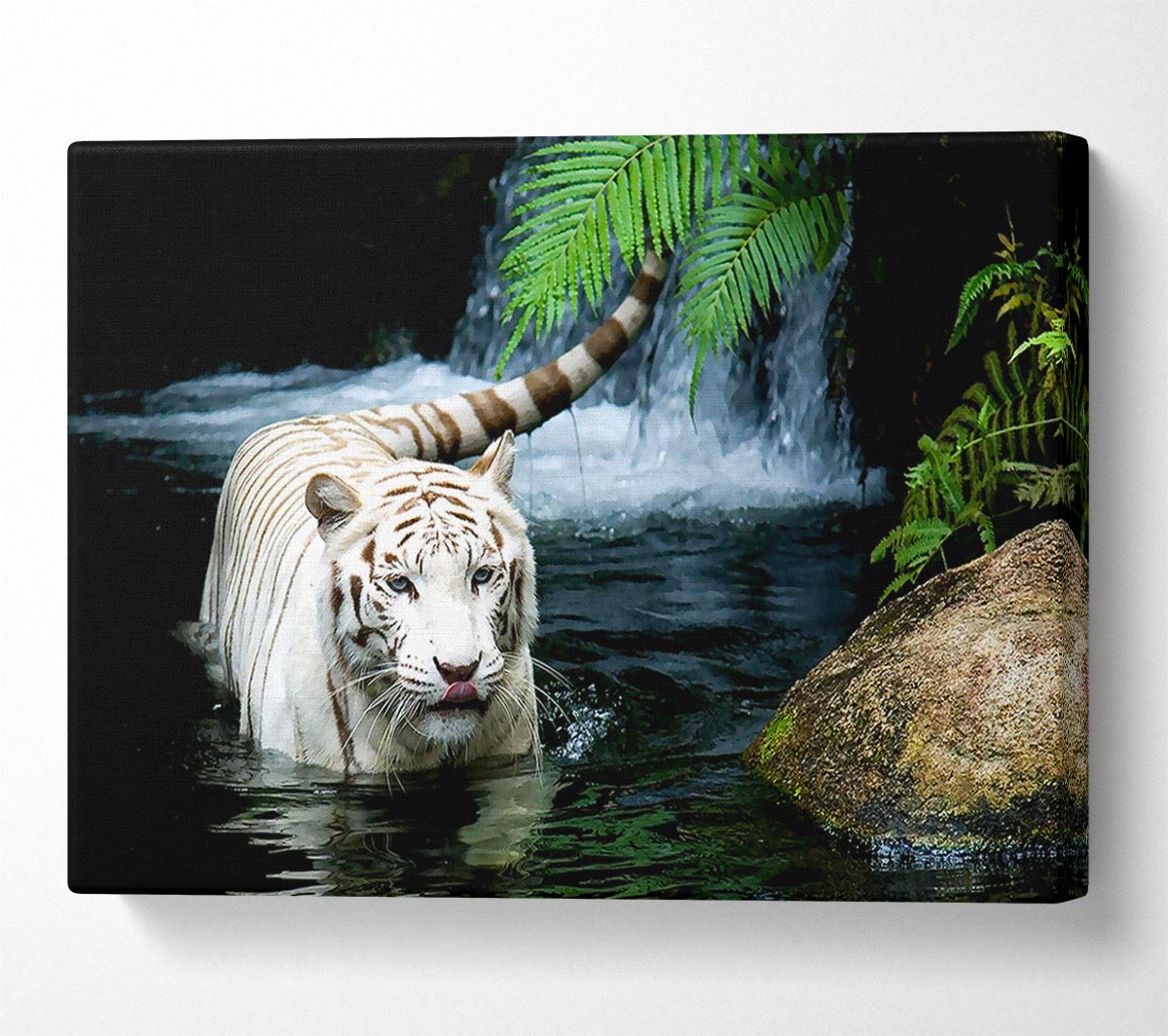 White Tiger Beautiful Canvas Wall Art