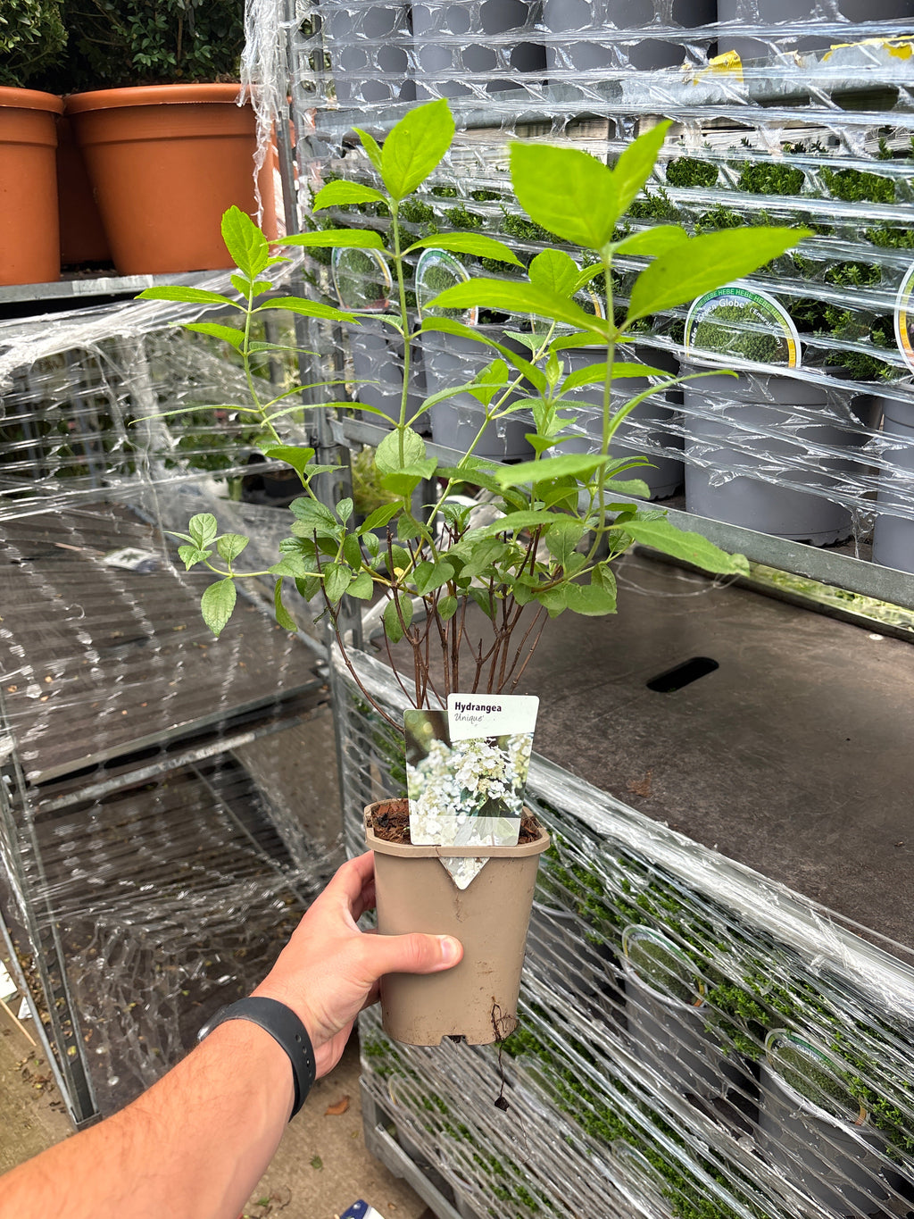 Hydrangea paniculata 'Unique' 1L (30-40cm inc pot)