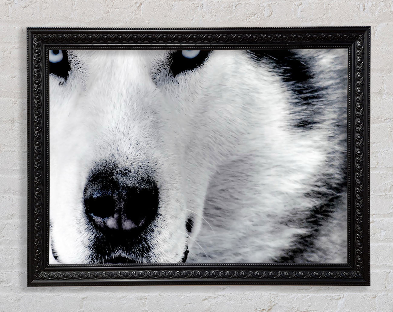 Wolf Eyes Framed Print