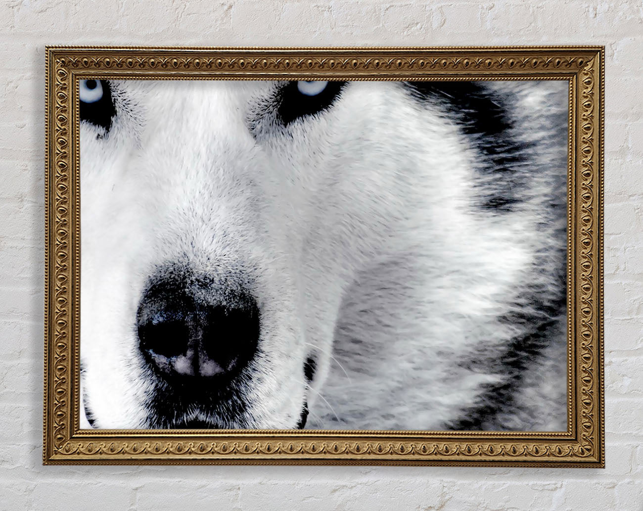Wolf Eyes Framed Print
