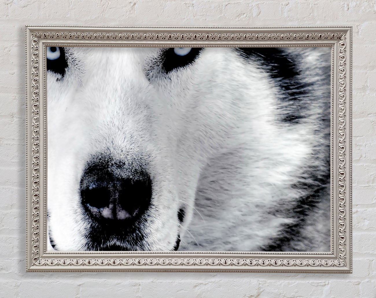 Wolf Eyes Framed Print
