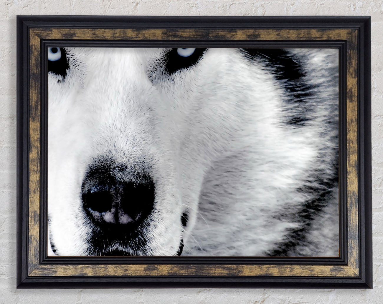 Wolf Eyes Framed Print