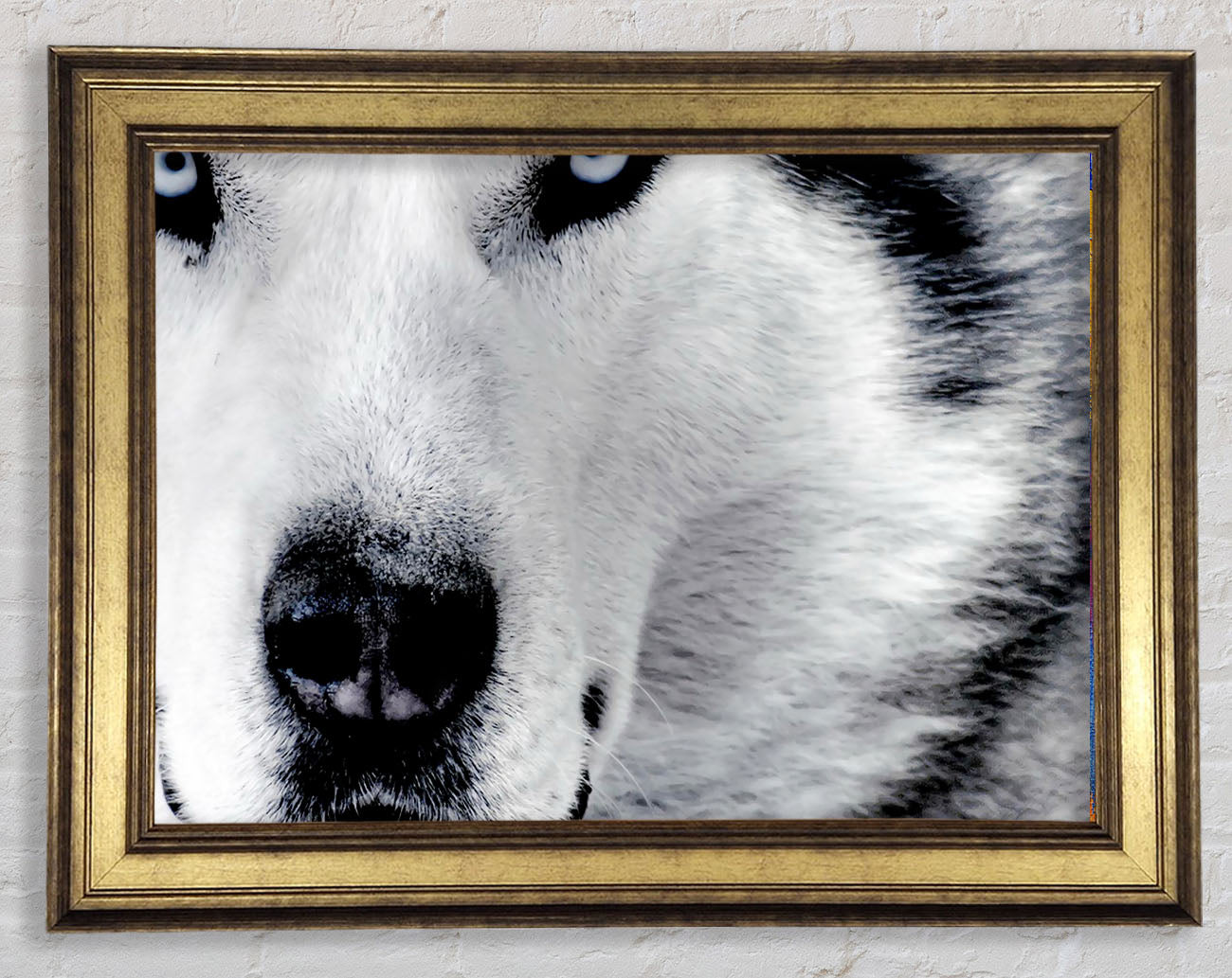Wolf Eyes Framed Print