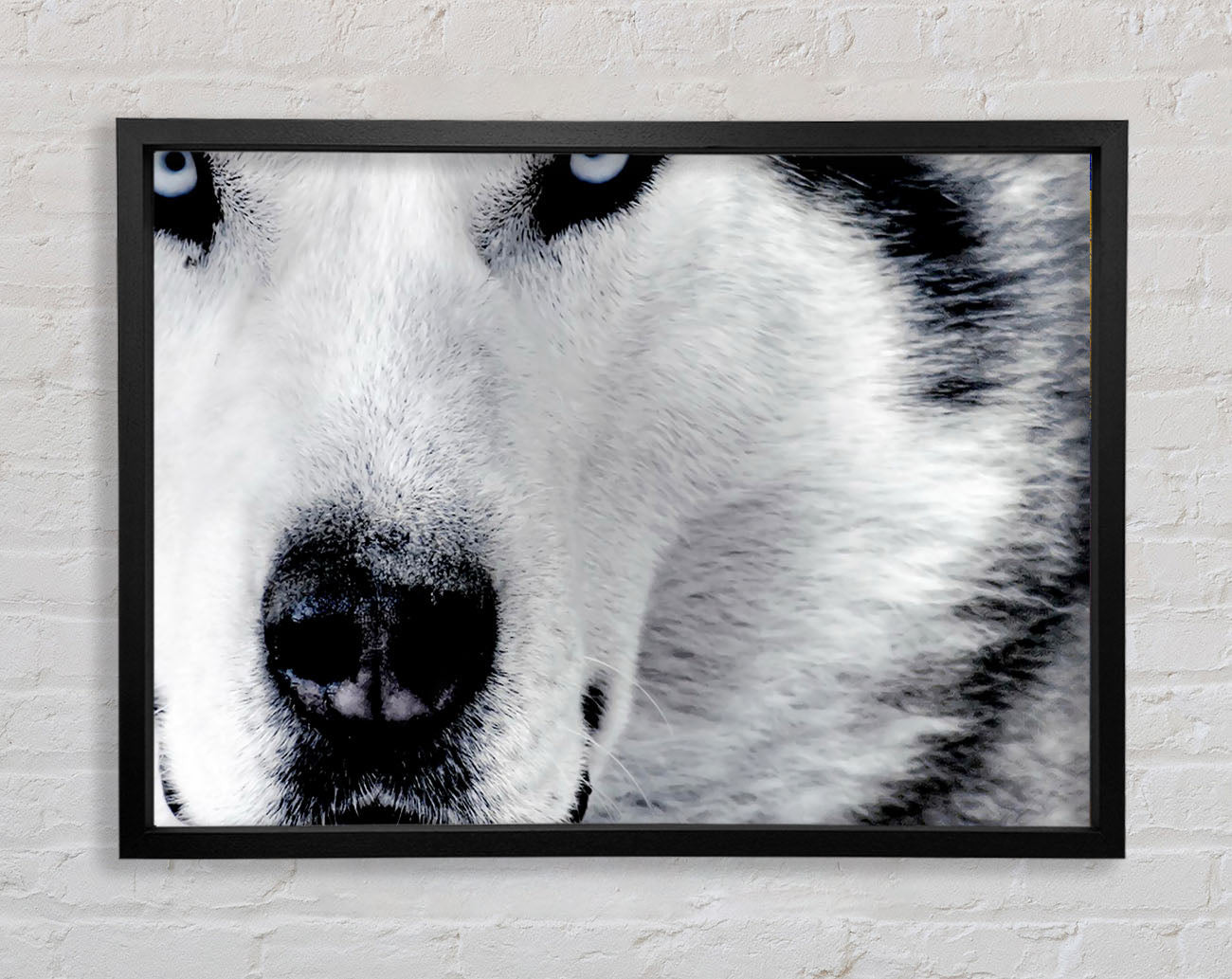 Wolf Eyes Framed Print
