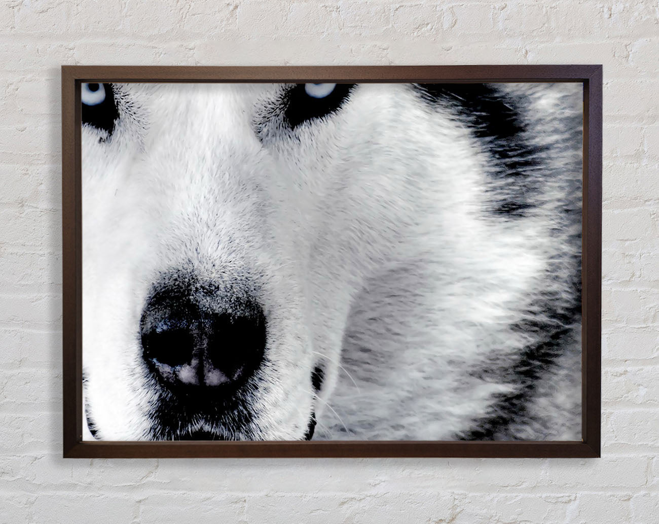 Wolf Eyes Framed Print