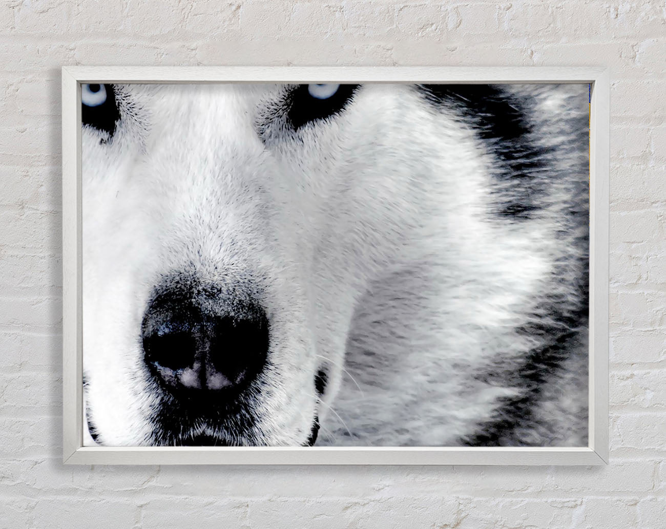Wolf Eyes Framed Print