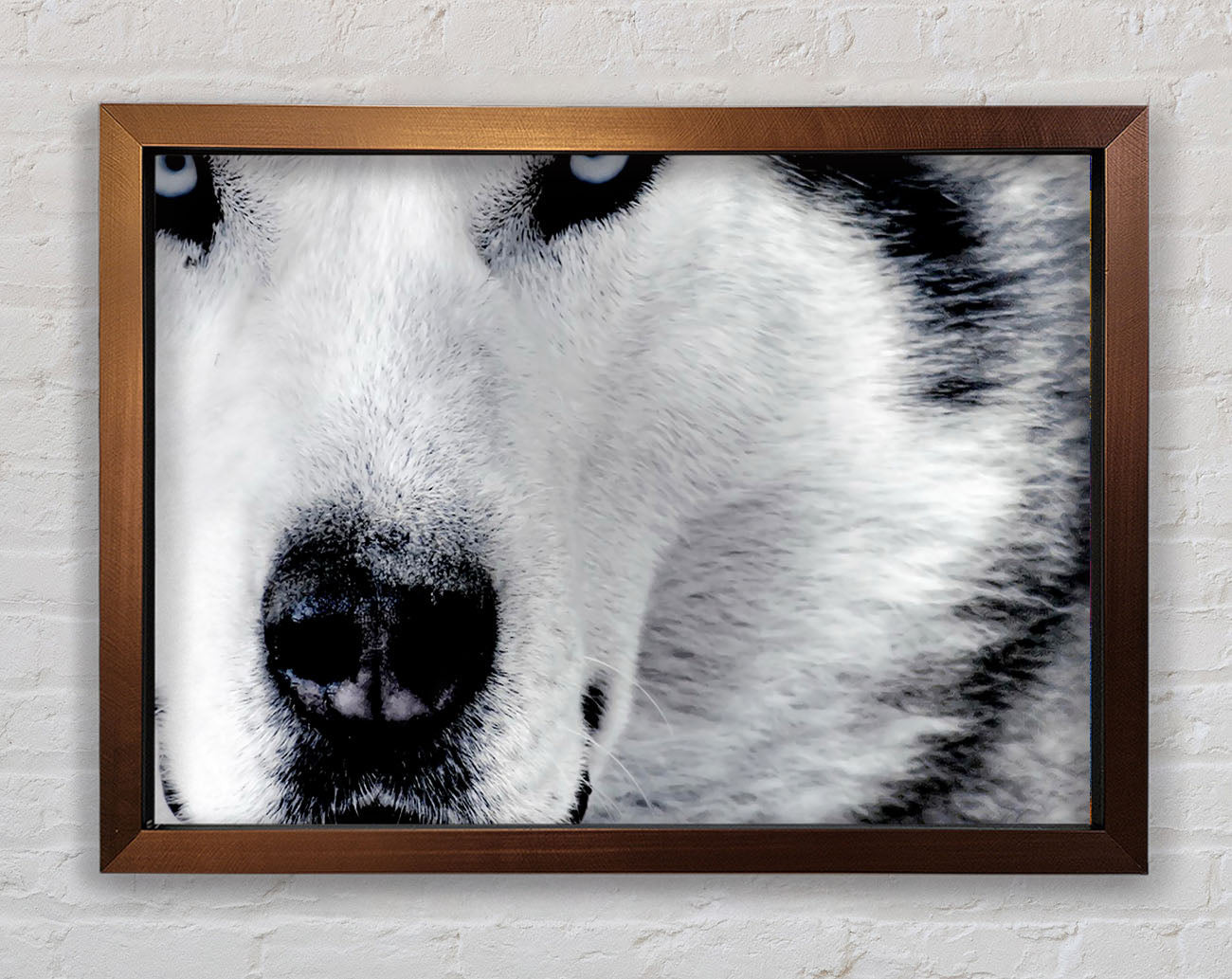 Wolf Eyes Framed Print