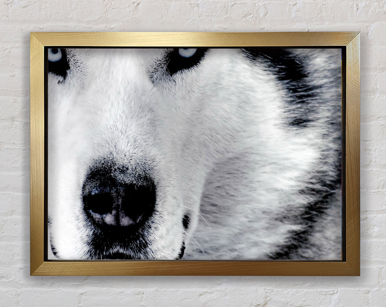 Wolf Eyes Framed Print