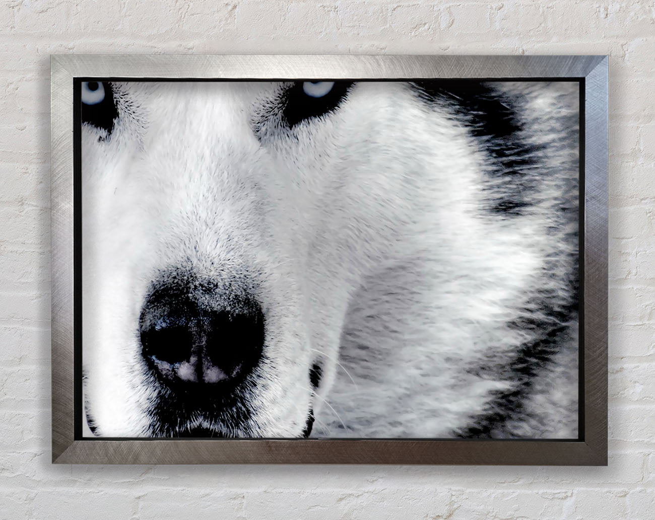 Wolf Eyes Framed Print