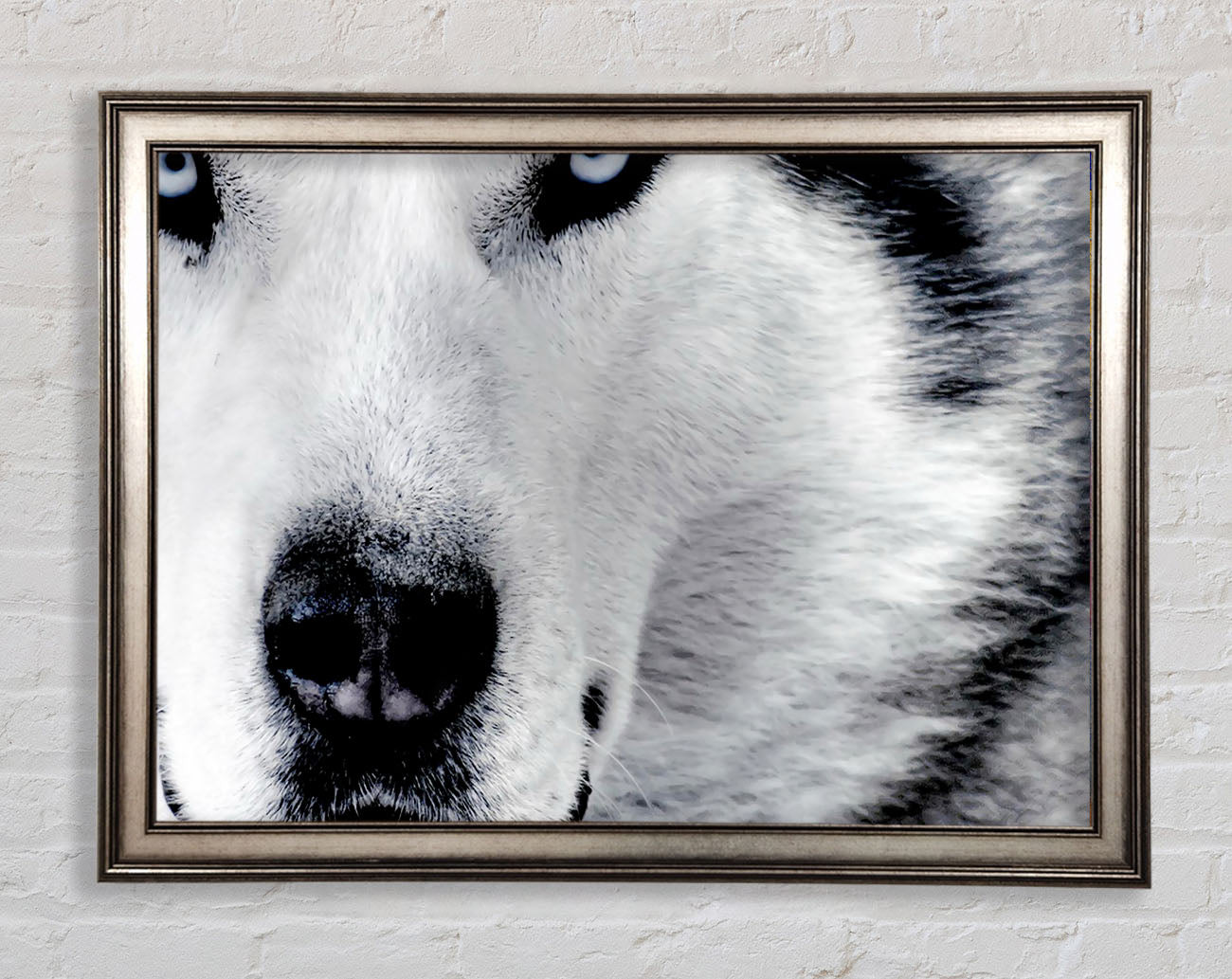 Wolf Eyes Framed Print