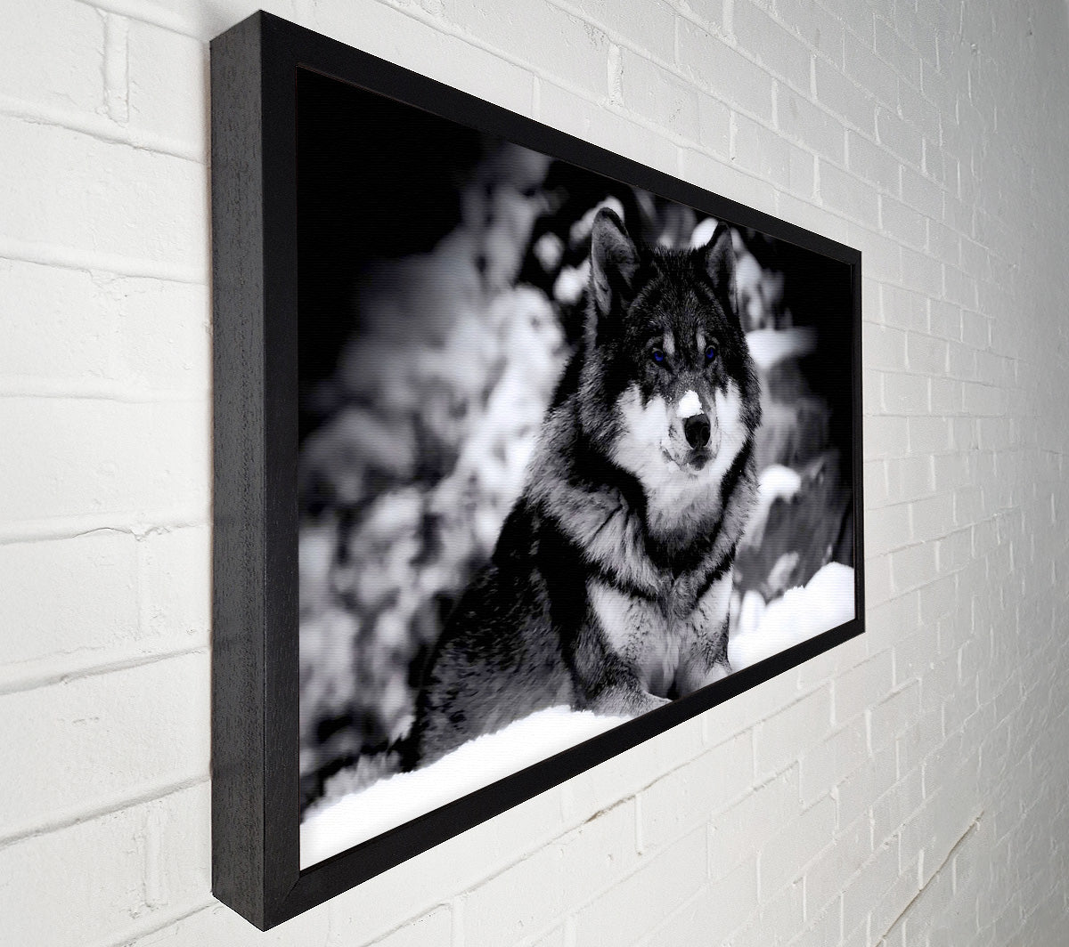 Wolf In Winter Canvas Wall Art