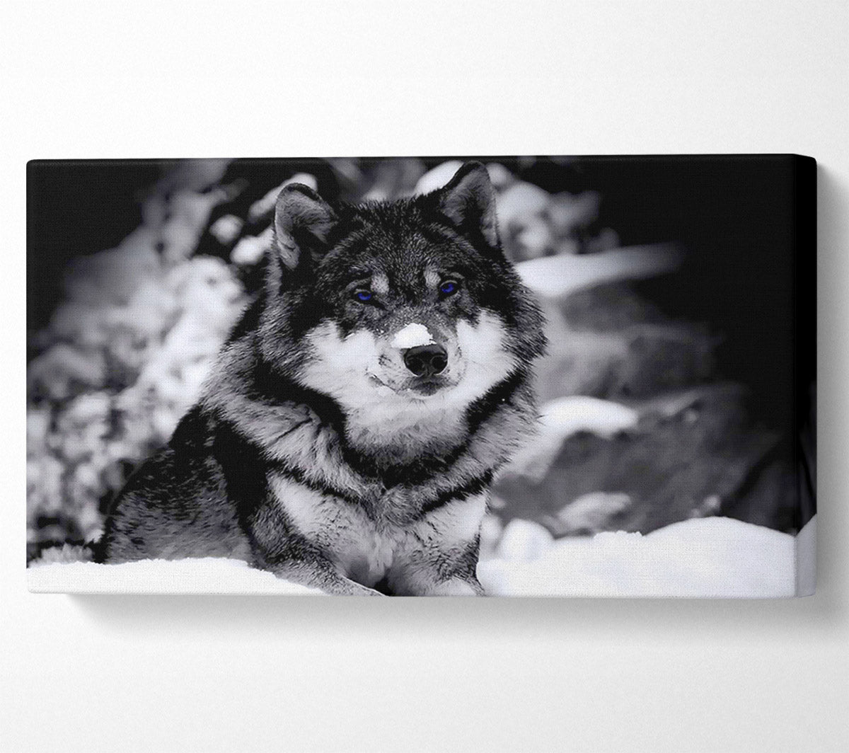 Wolf In Winter Canvas Wall Art