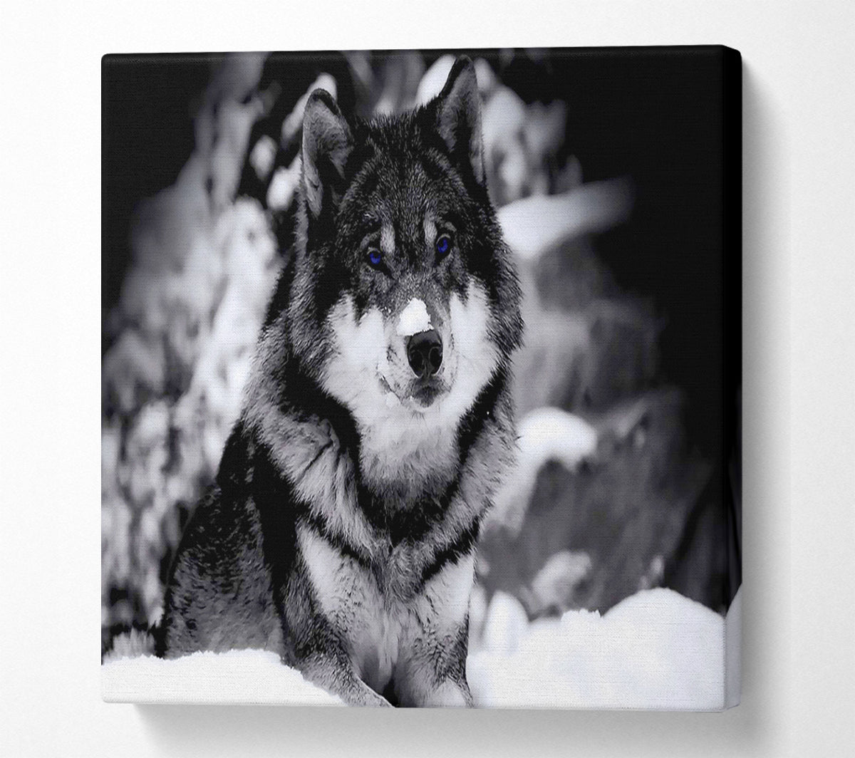 Wolf In Winter Canvas Wall Art