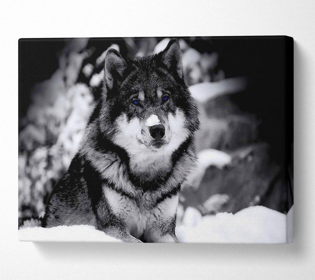 Wolf In Winter Canvas Wall Art