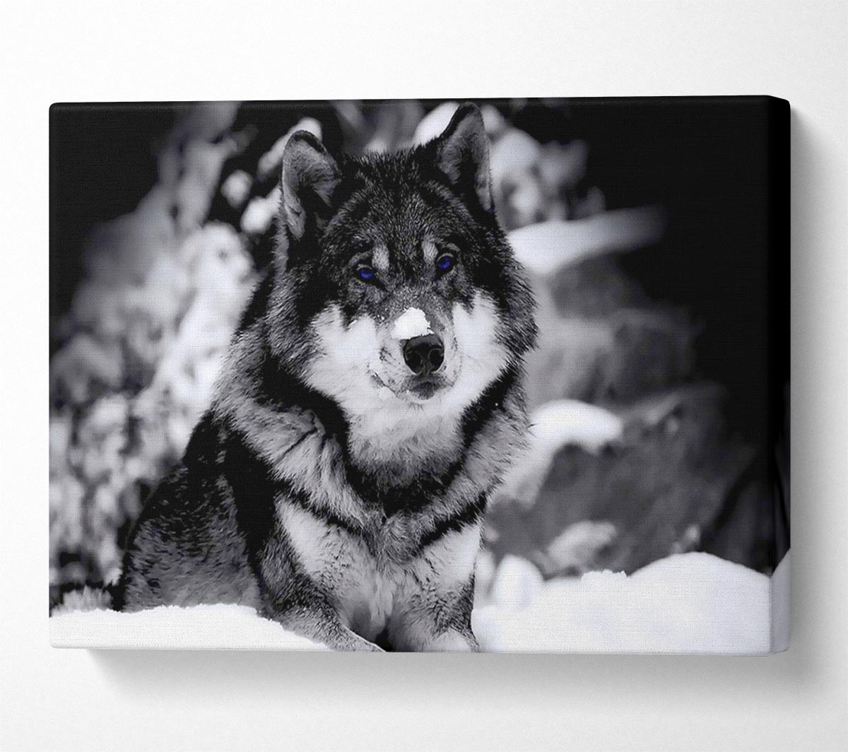 Wolf In Winter Canvas Wall Art