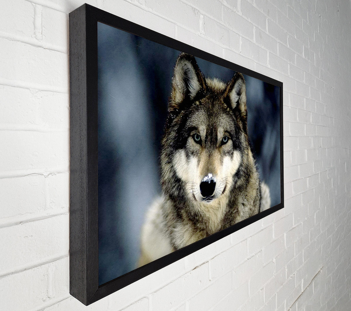 Wolf Snow Nose Canvas Wall Art