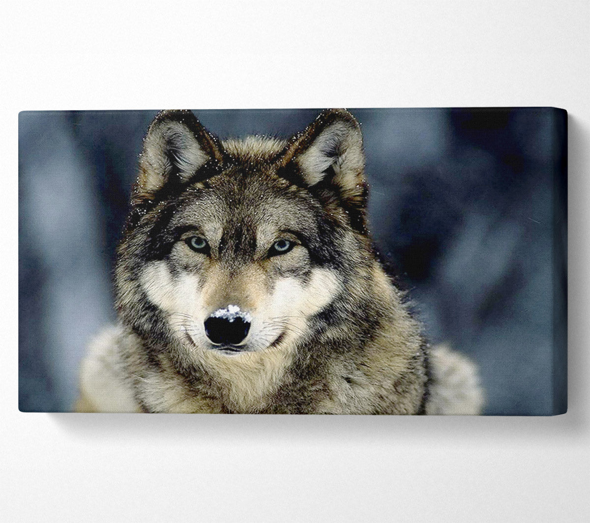 Wolf Snow Nose Canvas Wall Art