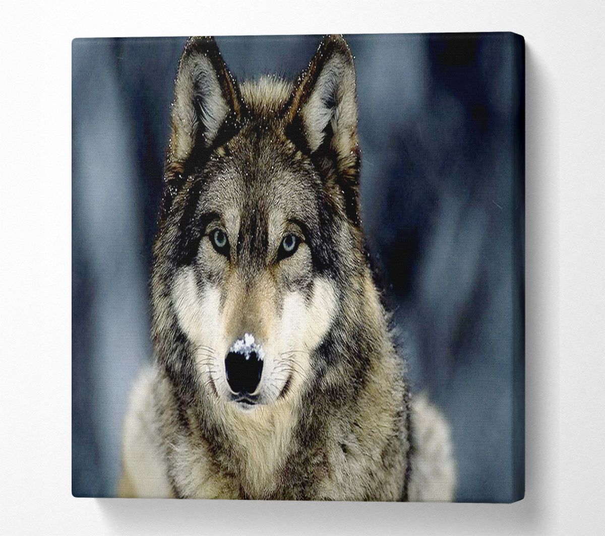 Wolf Snow Nose Canvas Wall Art